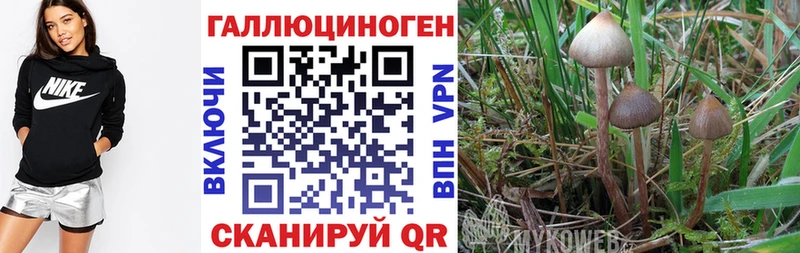 Псилоцибиновые грибы мицелий  Красный Холм 